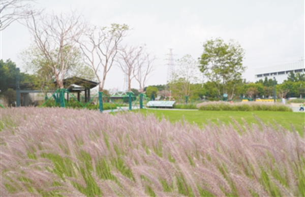 扶胥古運河2026年開放夜游