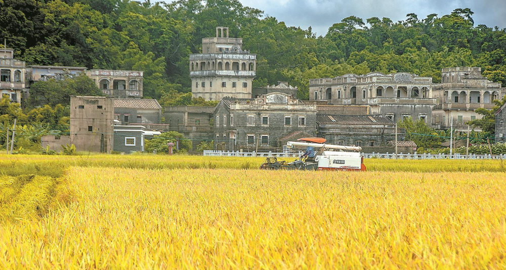 江門臺山絲苗米 “廣東第一田”能產(chǎn)好米能賺流量