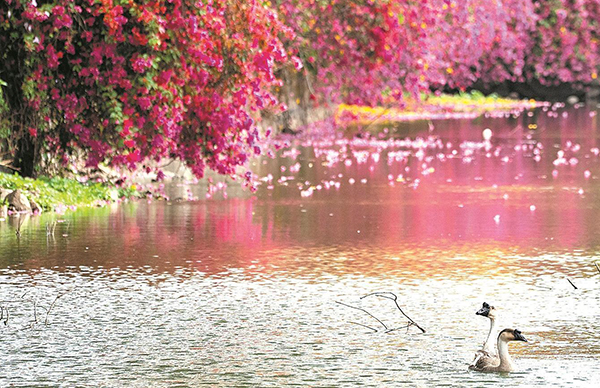 春暖花開見廣州