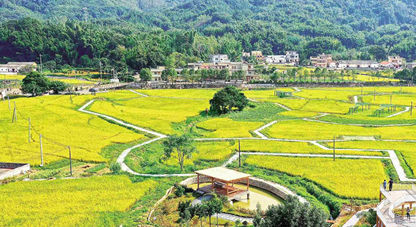 惠州市委農村工作會議部署今年“三農”工作 把農業發展成現代化大產業