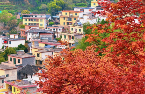樂(lè)昌九峰這座百畝楓園 在春天“紅”出了圈