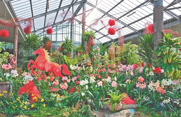 華南國(guó)家植物園溫室朱頂紅盛放 清明假期迎最佳觀(guān)賞期